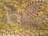 KALAMKARI PRINTED COTTON SAREE