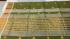 SAREES JAYANKONDAM COTTON 550 MTS